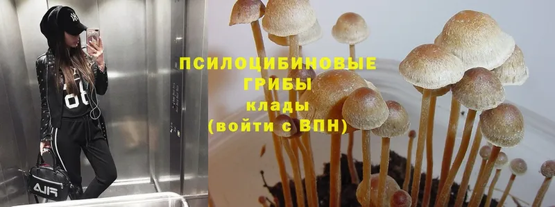 Галлюциногенные грибы MAGIC MUSHROOMS  KRAKEN зеркало  Нефтекумск  цена наркотик 